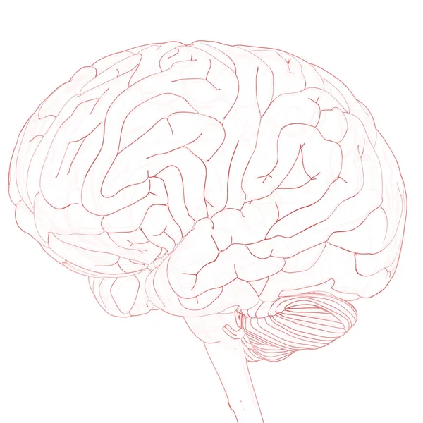 Центральний Орган Нервової Системи Мозку Людини Атомія Мозку — стокове фото