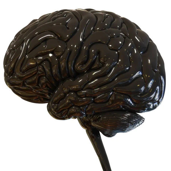 Organo Centrale Del Sistema Nervoso Umano Anatomia Cerebrale — Foto Stock