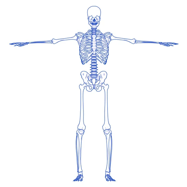 Вуглецеві Кістки Людини Поєднують Анатомію — стокове фото