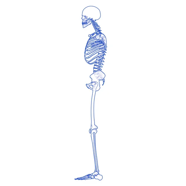 人体骨骼系统骨骼联合解剖 — 图库照片