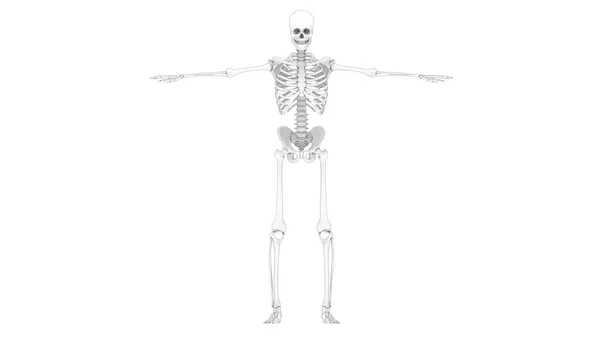 Människans Skelettsystem Benleder Anatomi Tredimensionell — Stockfoto