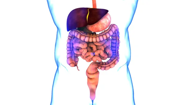 Nsan Sindirim Sistemi Anatomisi Boyut — Stok fotoğraf