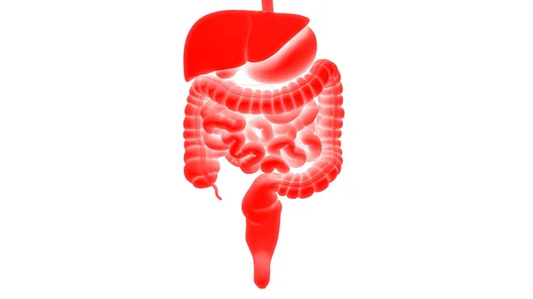 Anatomía Del Sistema Digestivo Humano — Foto de Stock