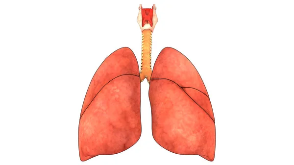 Sistema Respiratório Humano Anatomia Pulmonar — Fotografia de Stock