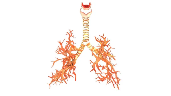 人类呼吸系统喉 咽喉和支气管炎解剖 — 图库照片