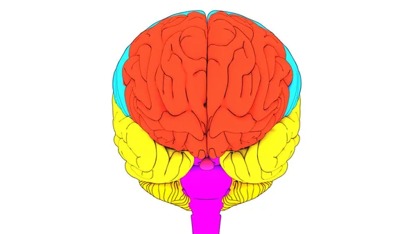 Центральный Орган Нервной Системы Человека Анатомией Лоба — стоковое фото