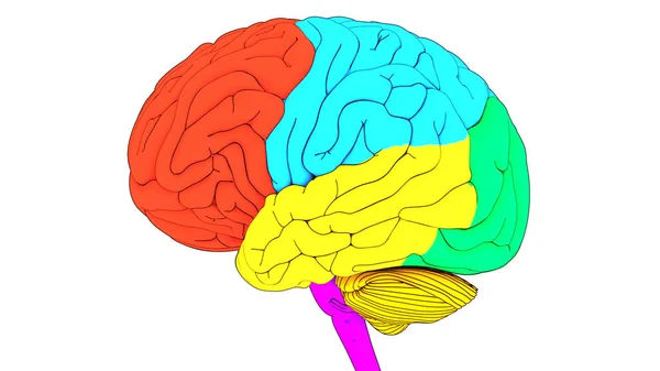 人类神经系统中央器官 脑叶解剖 — 图库照片