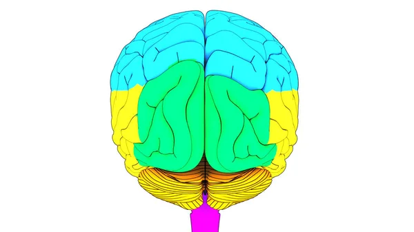Centraal Orgel Van Het Menselijk Zenuwstelsel Hersenen Met Lobben Anatomie — Stockfoto