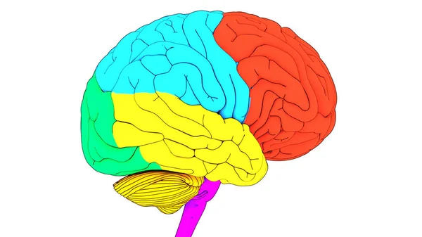 Organ Pusat Sistem Saraf Manusia Otak Dengan Anatomi Lobes — Stok Foto