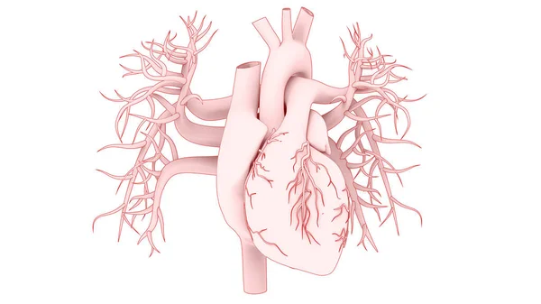 Hjärtats Anatomi Tredimensionell — Stockfoto