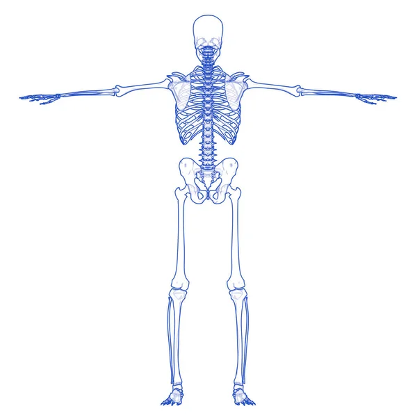 Menselijke Skelet Systeem Botten Gewrichten Anatomie — Stockfoto