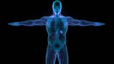 İnsan iç sistemi lenf düğümleri anatomisi. Üç Boyut