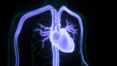 İnsan Dolaşım Sistemi Kalp Anatomisi. Üç Boyut