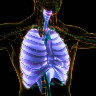 Diyafram anatomisi olan insan solunum sistemi akciğerleri. Üç Boyut
