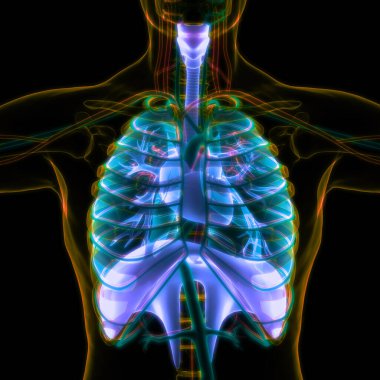 Diyafram anatomisi olan insan solunum sistemi akciğerleri. Üç Boyut