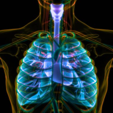 İnsan Solunum Sistemi Akciğerleri Anatomisi. Üç Boyut