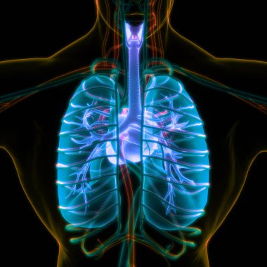 Diyafram anatomisi olan insan solunum sistemi akciğerleri. Üç Boyut
