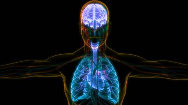 Akciğerli İnsan İç Organı Beyni. Üç Boyut