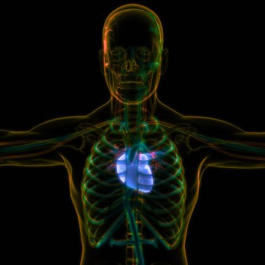 İnsan Dolaşım Sistemi Kalp Anatomisi. Üç Boyut