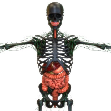 İnsan Sindirim Sistemi Anatomisi. Üç Boyut