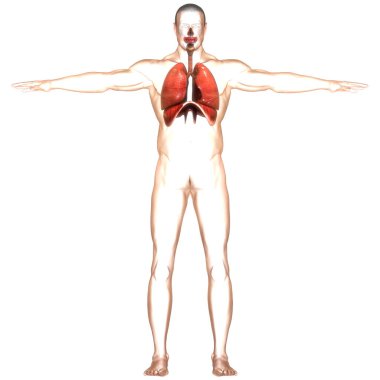 Diyafram anatomisi olan insan solunum sistemi akciğerleri. Üç Boyut