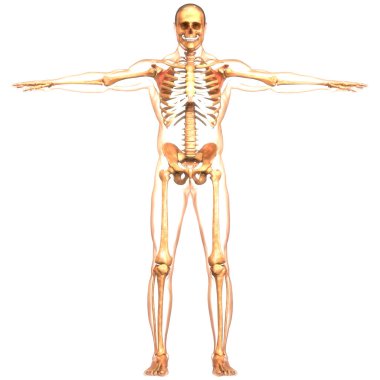 İnsan iskelet sistemi eklem anatomisi. Üç Boyut