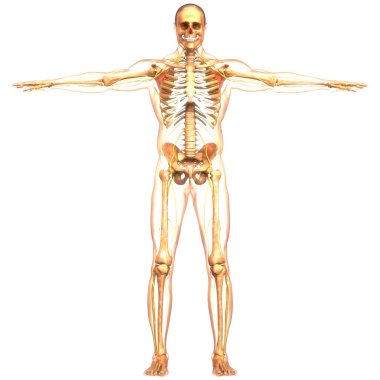 İnsan iskelet sistemi eklem anatomisi. Üç Boyut