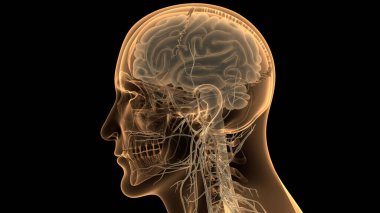 İnsan Merkezi Sinir Sistemi Beyin Anatomisi. 3d