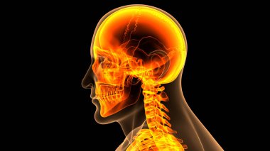 İnsan Merkezi Sinir Sistemi Beyin Anatomisi. 3d