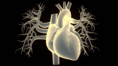 İnsan Dolaşım Sistemi Kalp Anatomisi. Üç Boyut