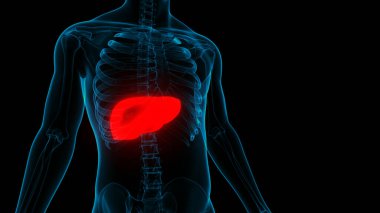 İnsan İç Sindirim Organı Anatomisi. Üç Boyut