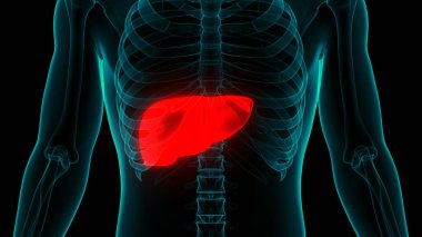 İnsan İç Sindirim Organı Anatomisi. Üç Boyut