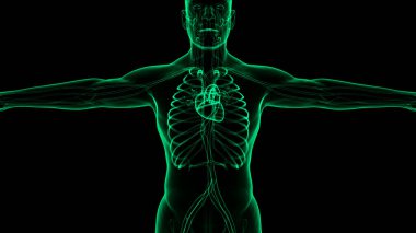 İnsan Dolaşım Sistemi Kalp Anatomisi. Üç Boyut