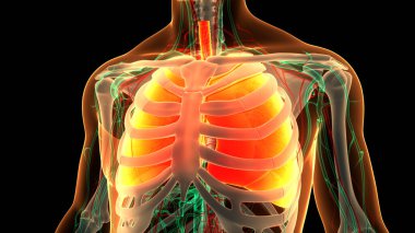 İnsan Solunum Sistemi Akciğerleri Anatomisi. Üç Boyut