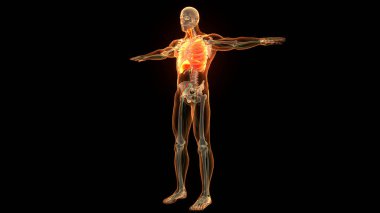 Diyafram anatomisi olan insan solunum sistemi akciğerleri. Üç Boyut