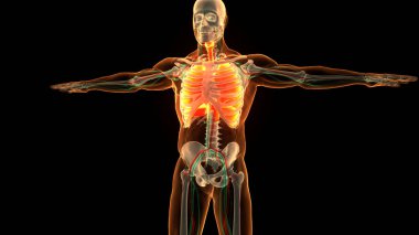 Diyafram anatomisi olan insan solunum sistemi akciğerleri. Üç Boyut