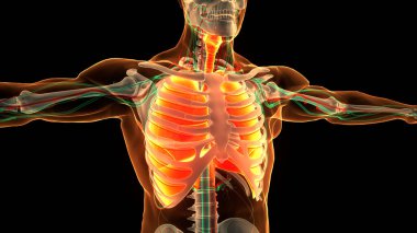Diyafram anatomisi olan insan solunum sistemi akciğerleri. Üç Boyut