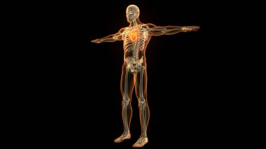 İnsan Dolaşım Sistemi Kalp Anatomisi. Üç Boyut