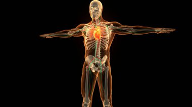 İnsan Dolaşım Sistemi Kalp Anatomisi. Üç Boyut