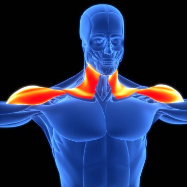 İnsan Kas Sistemi Deltoideus ve Platysma Kas Anatomisi. Üç Boyut