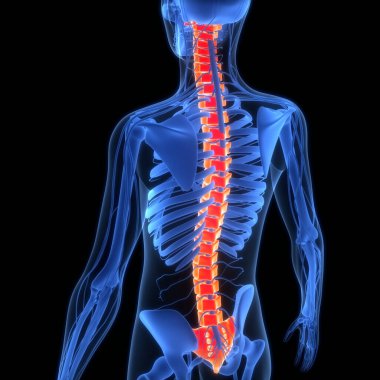 İnsan iskelet sistemi anatomisinin omurilik omurgası. Üç Boyut