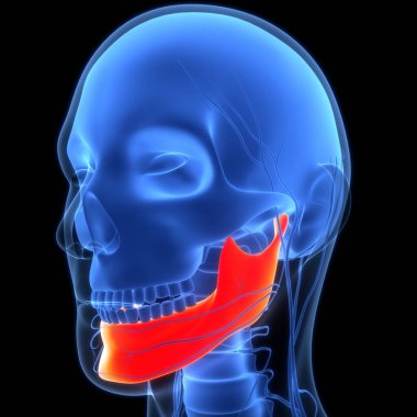 İnsan İskelet Sistemi Kafatası Kemiği Alt Çene Anatomisi. Üç Boyut