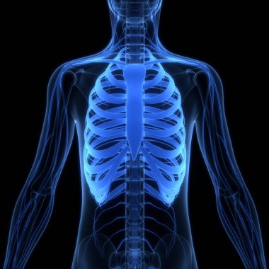 İnsan iskeleti göğüs kafesi eklemi anatomisi. Üç Boyut