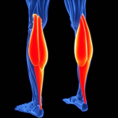 İnsan Kas Sistemi Bacak Kasları Gastrocnemius Kas Anatomisi. Üç Boyut