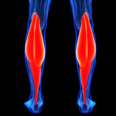 İnsan Kas Sistemi Bacak Kasları Gastrocnemius Kas Anatomisi. Üç Boyut