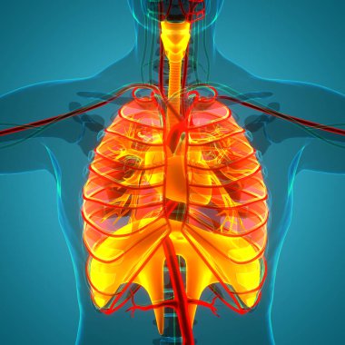 Diyafram anatomisi olan insan solunum sistemi akciğerleri. Üç Boyut