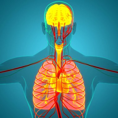 İnsan iç organları, akciğerli beyin anatomisi. Üç Boyut