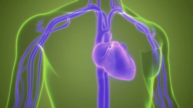 İnsan Dolaşım Sistemi Kalp Anatomisi. Üç Boyut