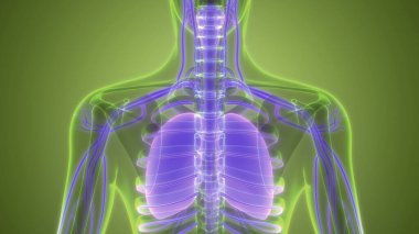 İnsan Solunum Sistemi Akciğerleri Anatomisi. Üç Boyut