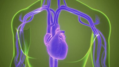 İnsan Dolaşım Sistemi Kalp Anatomisi. Üç Boyut